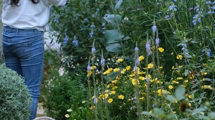 [图]法式乡村风花园里面的线型植物