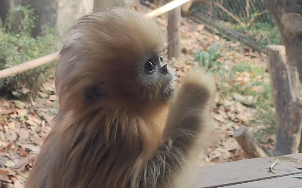 川金丝猴幼崽图片