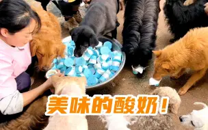 Descargar video: 给狗子们喂酸奶，没有不爱吃的！小过儿在这里生活要勇敢起来哦！