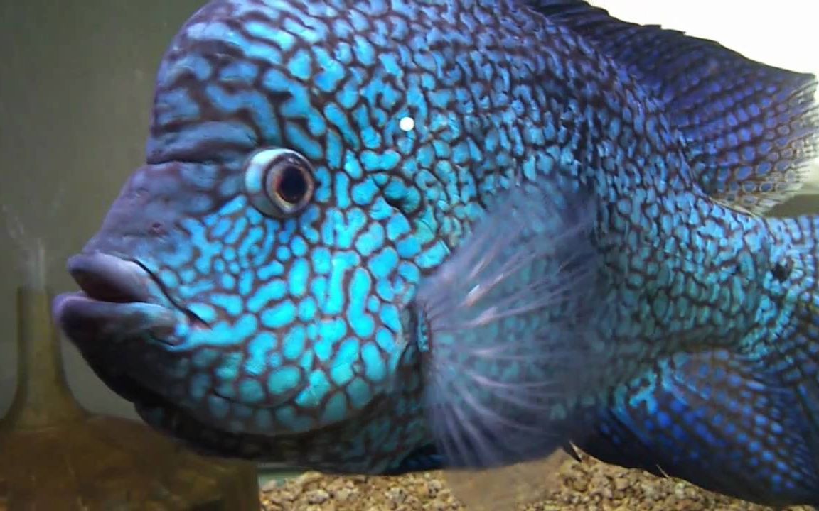 金钱豹鱼欣赏