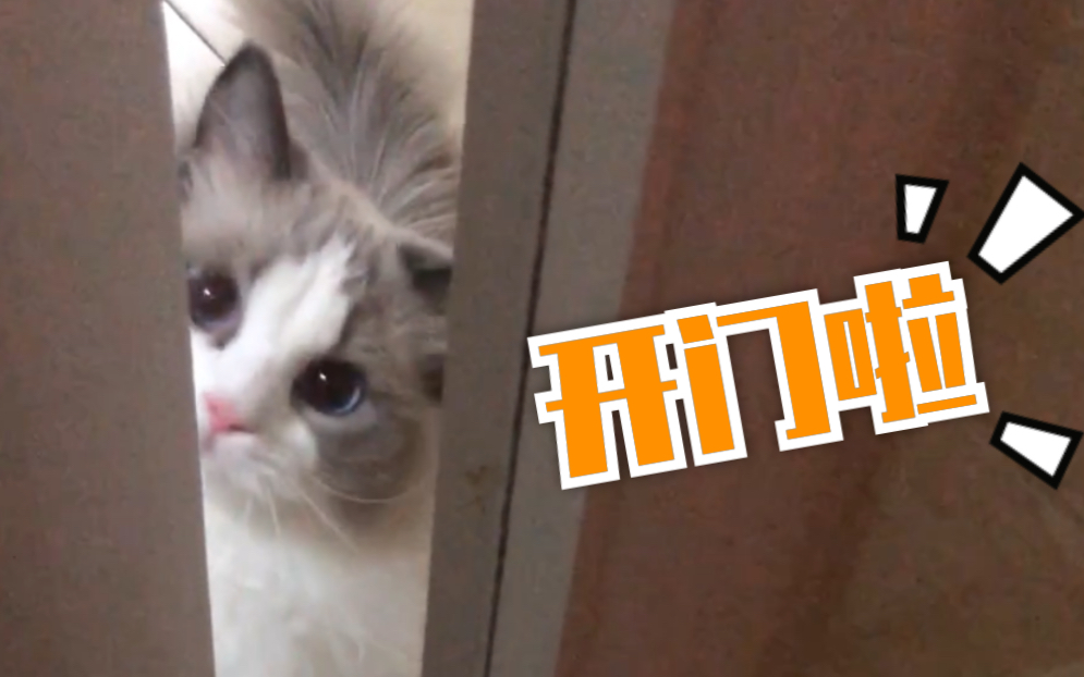 布偶猫hello在吗我偷偷开门进来啦