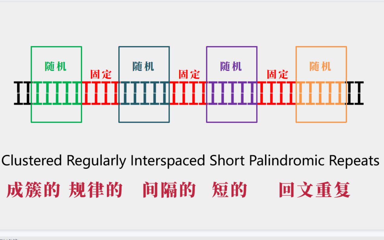 [图]B站最清晰 Crispr/Cas9 考研考点