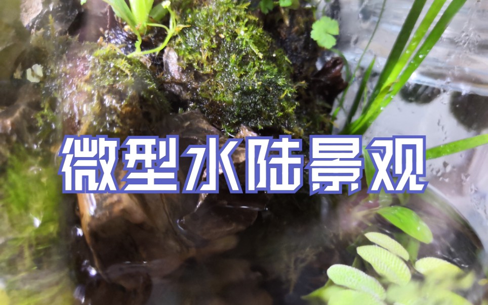 【微景观】花瓶里的微型水陆景观哔哩哔哩bilibili