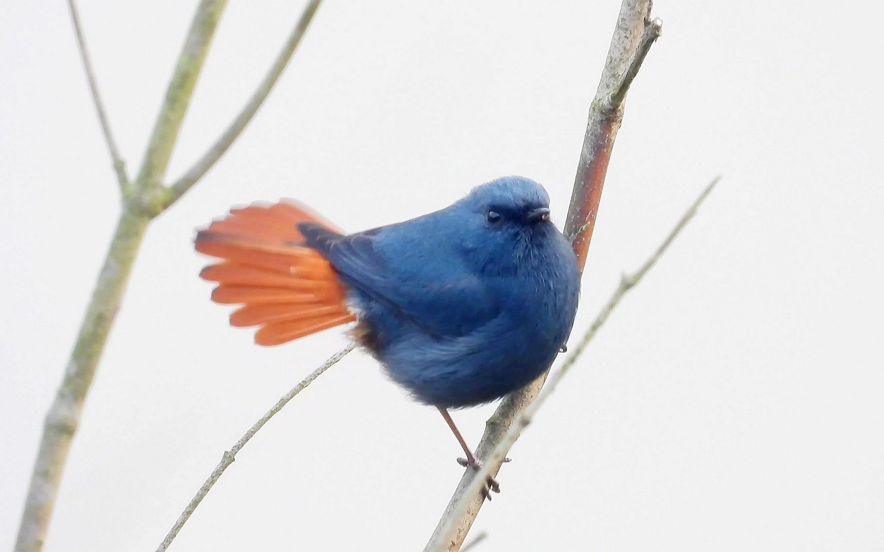 漂亮的红尾水鸲,红尾水鸲单音叫声,飞走时连叫声