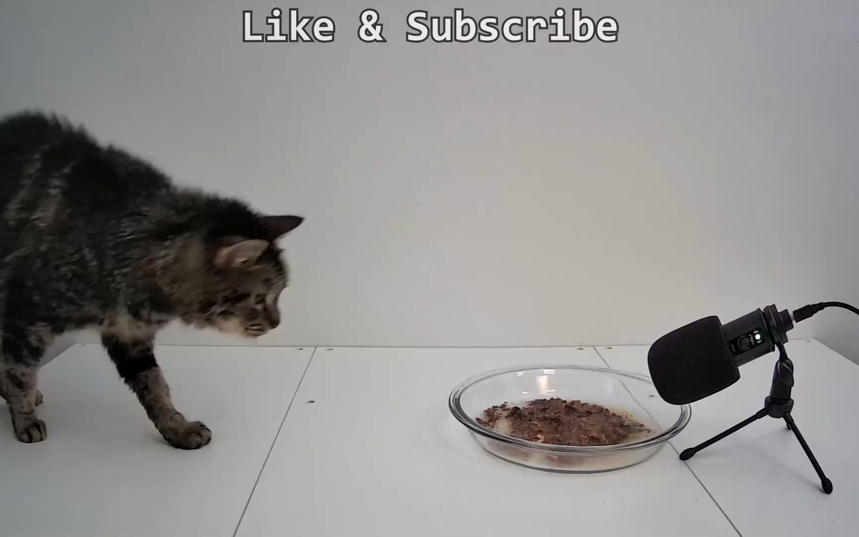 【猫猫吃播】可爱的猫猫吃鱼,非常减压!哔哩哔哩bilibili