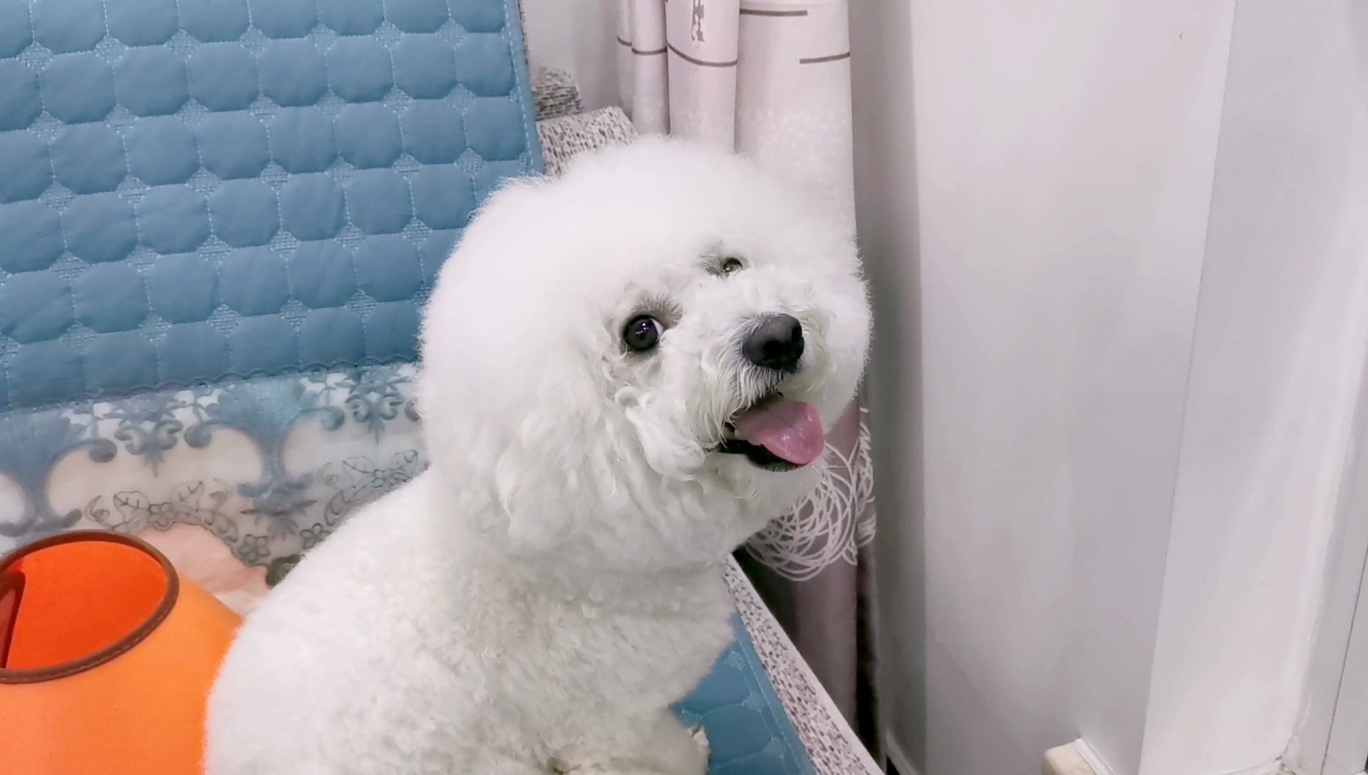 今天我要为爱犬比熊芒果讨回公道