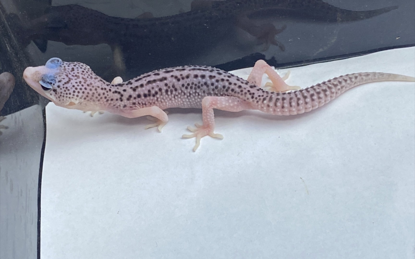 豹纹守宫 开箱视频——银河 记录