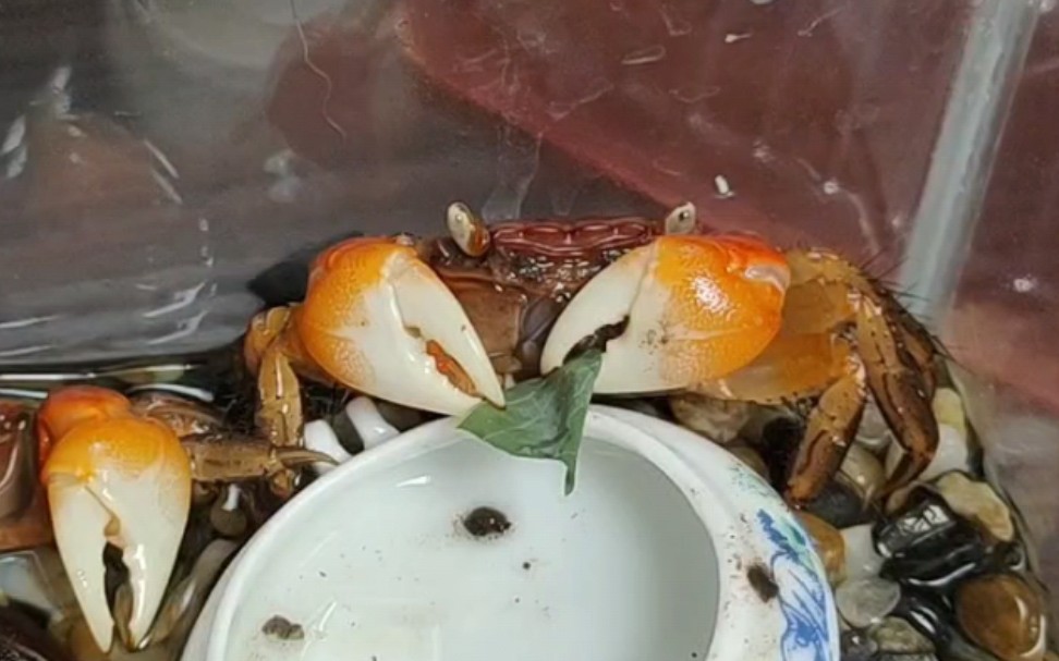 中型仿相手蟹领取这周的小青菜叶