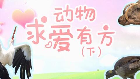 动物们的求爱技巧 哔哩哔哩