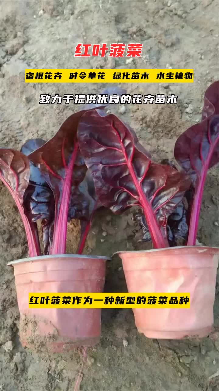 河南红叶甜菜培育基地哔哩哔哩bilibili