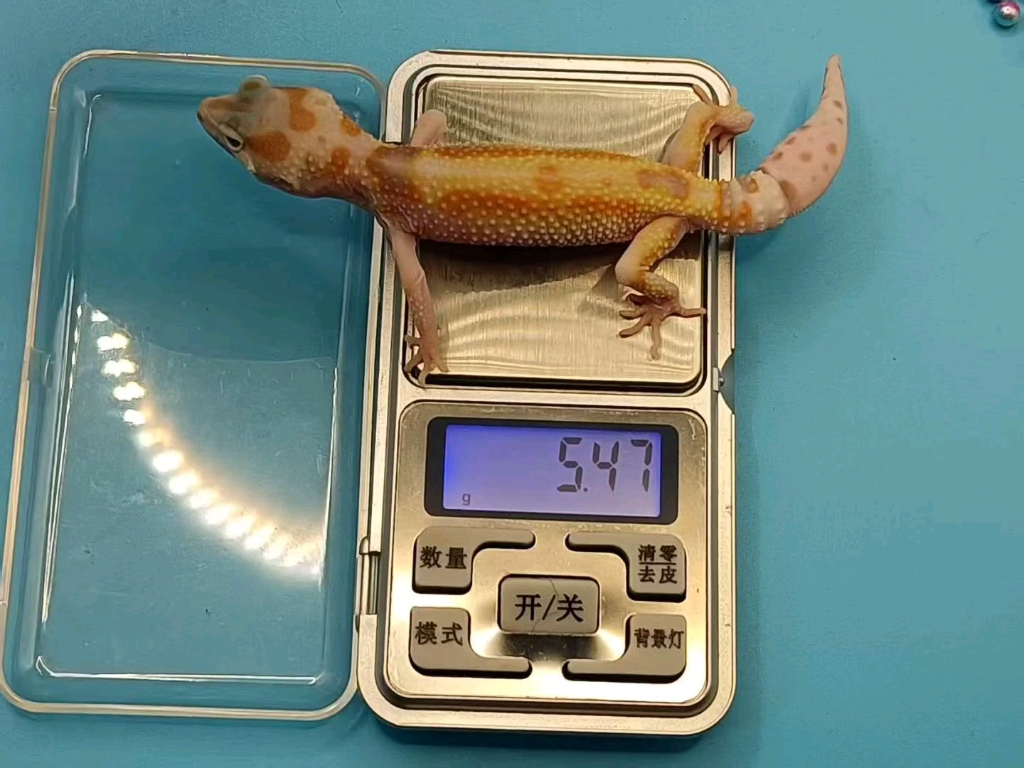 豹纹守宫"萝卜":生活习性