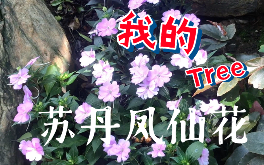 苏丹凤仙花热带植物:疯狂刷新你的“绿植观”!哔哩哔哩bilibili