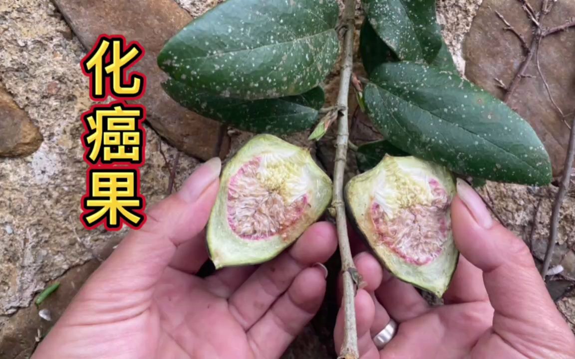 寄生在百年城墙上的"化癌果",香港卖600元一公斤,你家乡有吗