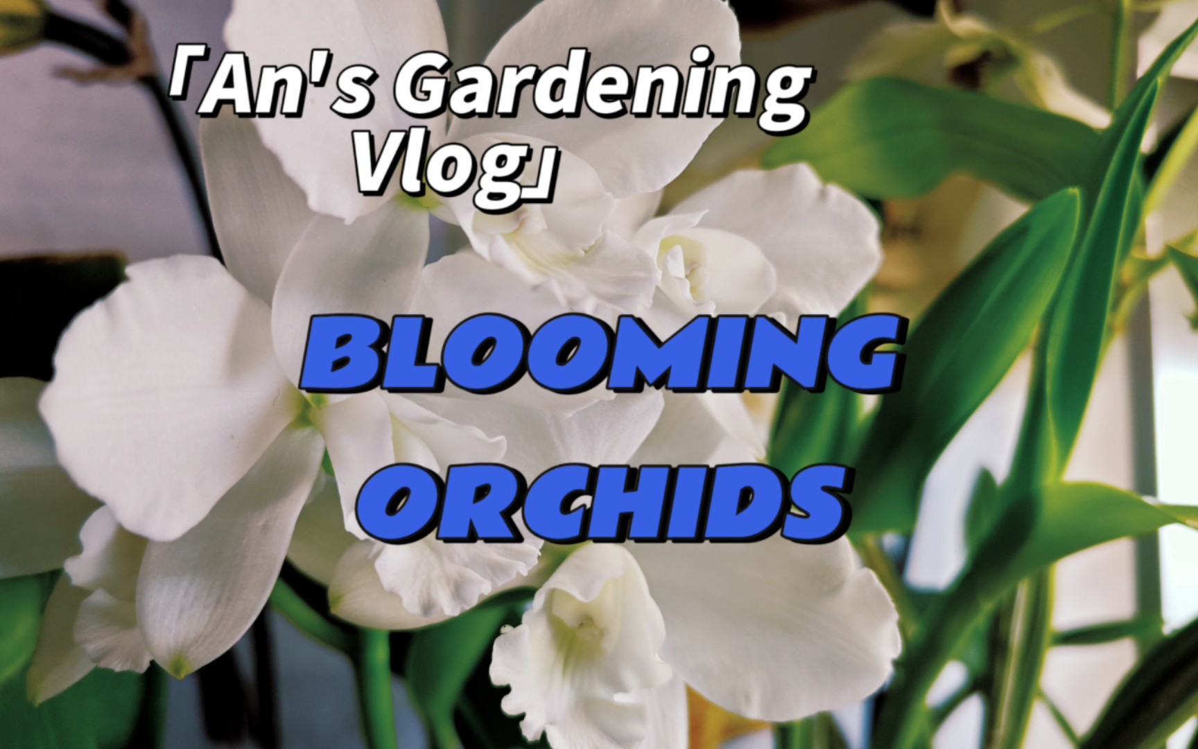 [An's Gardening Vlog]Blooming Orchids正在开花的兰花们哔哩哔哩bilibili