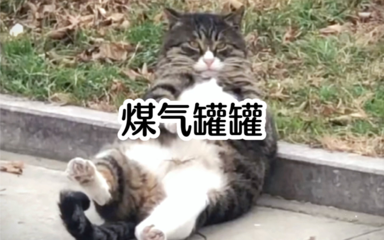 盘点那些胖成煤气罐的猫咪狗子!
