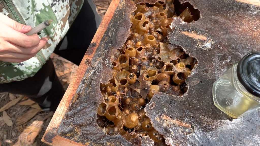 今天给大家介绍一下银蜂