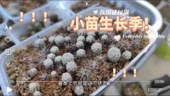 Download Video: 【第462期】播种2年的仙人球小苗