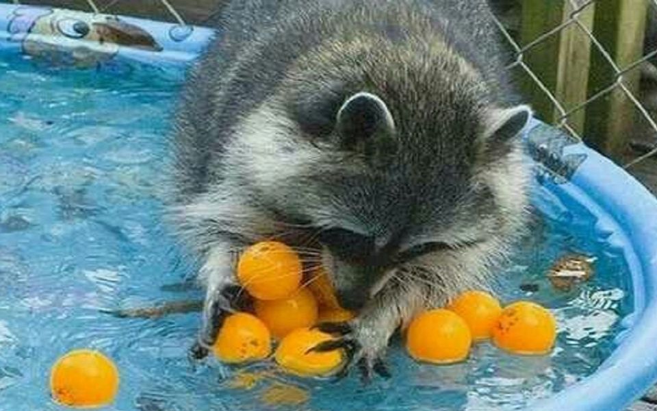 小浣熊对橙子92的反应,太搞笑了09