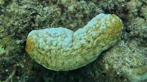 白底辐肛参 赤瓜参 actinopyga mauritiana (yt@redseabit