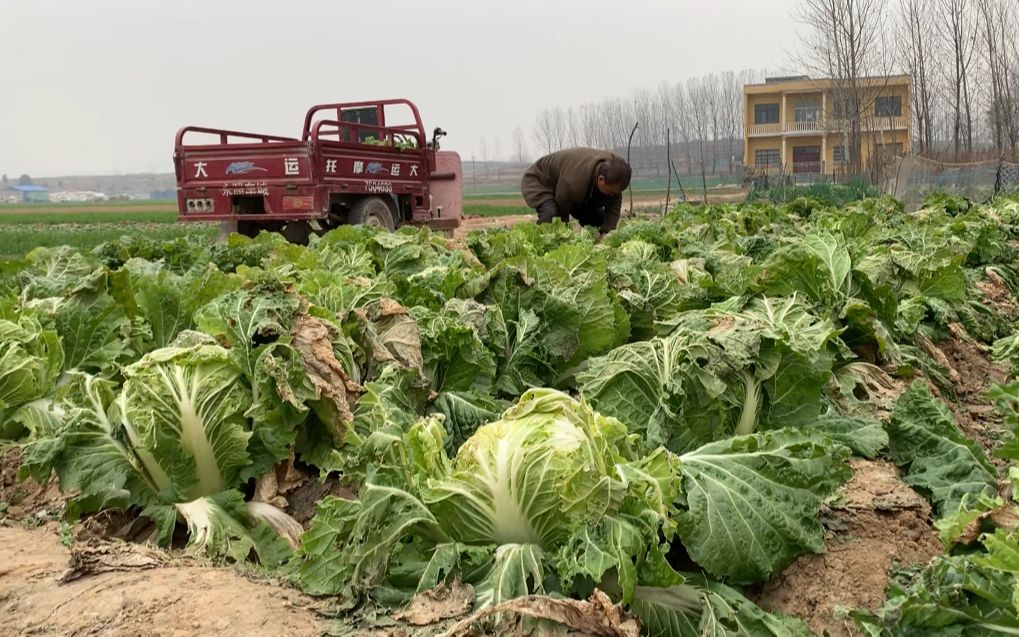 河南下雪了,农村婆婆储存大白菜,几百斤土方法窖藏,能吃到过年