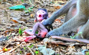 Скачать видео: 猴妈妈梅西让她的小猴子不喝奶