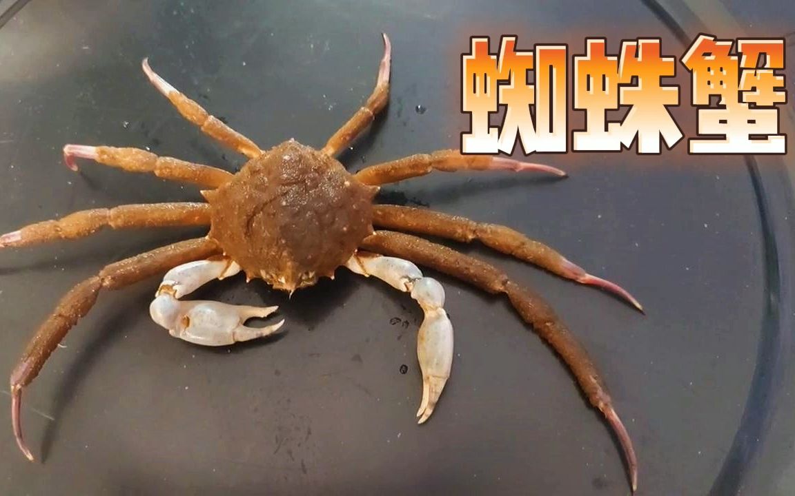 长得像蜘蛛的螃蟹,蜘蛛蟹!