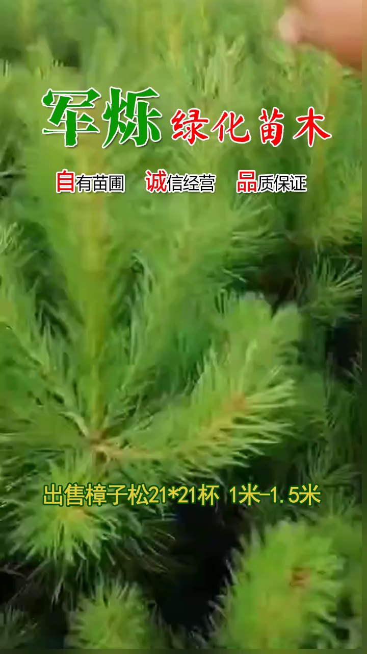 常年出售樟子松,樟子松杯苗,樟子裸根苗 1米樟子松苗,2米樟子松苗,3米