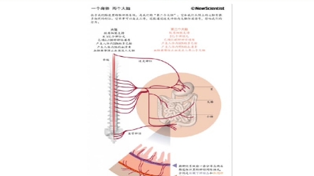 脑满肠肥可能说反了,肠肥更可能导致脑满?哔哩哔哩bilibili