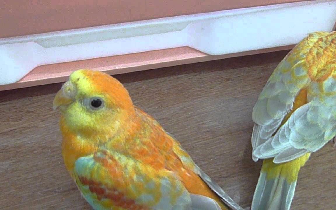 漂亮的变种美声鹦鹉