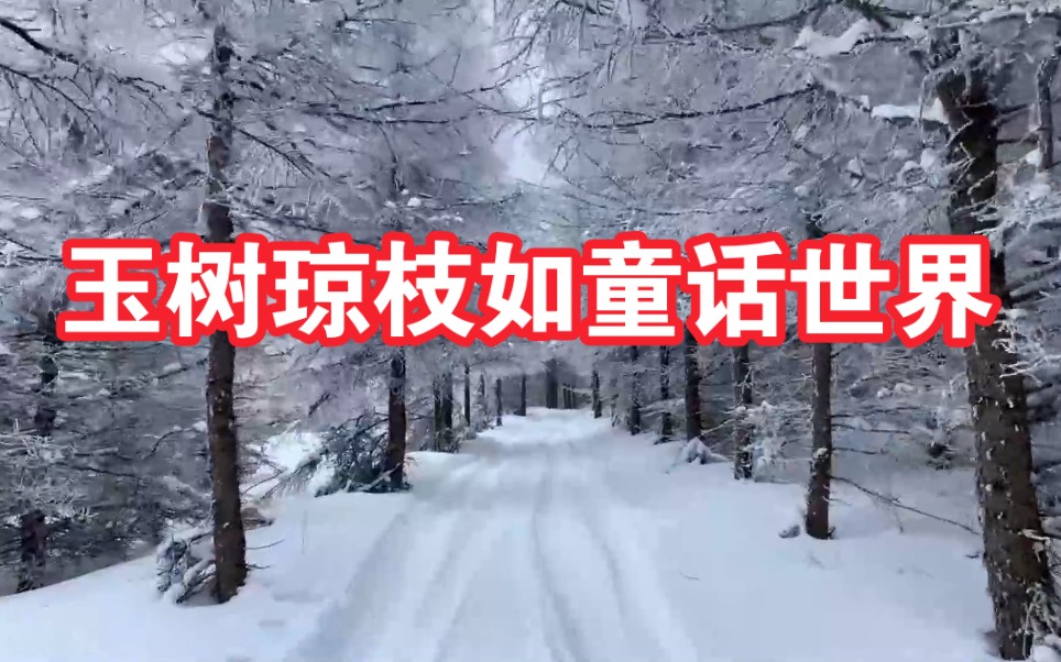 航拍湖北神农架雪后林海 玉树琼枝如童话世界哔哩哔哩bilibili