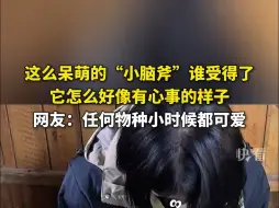 Tải video: 这么呆萌的“小脑斧”谁受得了，它怎么好像有心事的样子，网友：任何物种小时候都可爱。