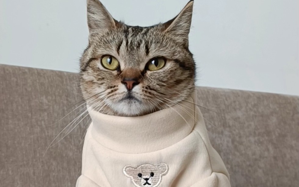 美猫穿卫衣,甜美又霸气