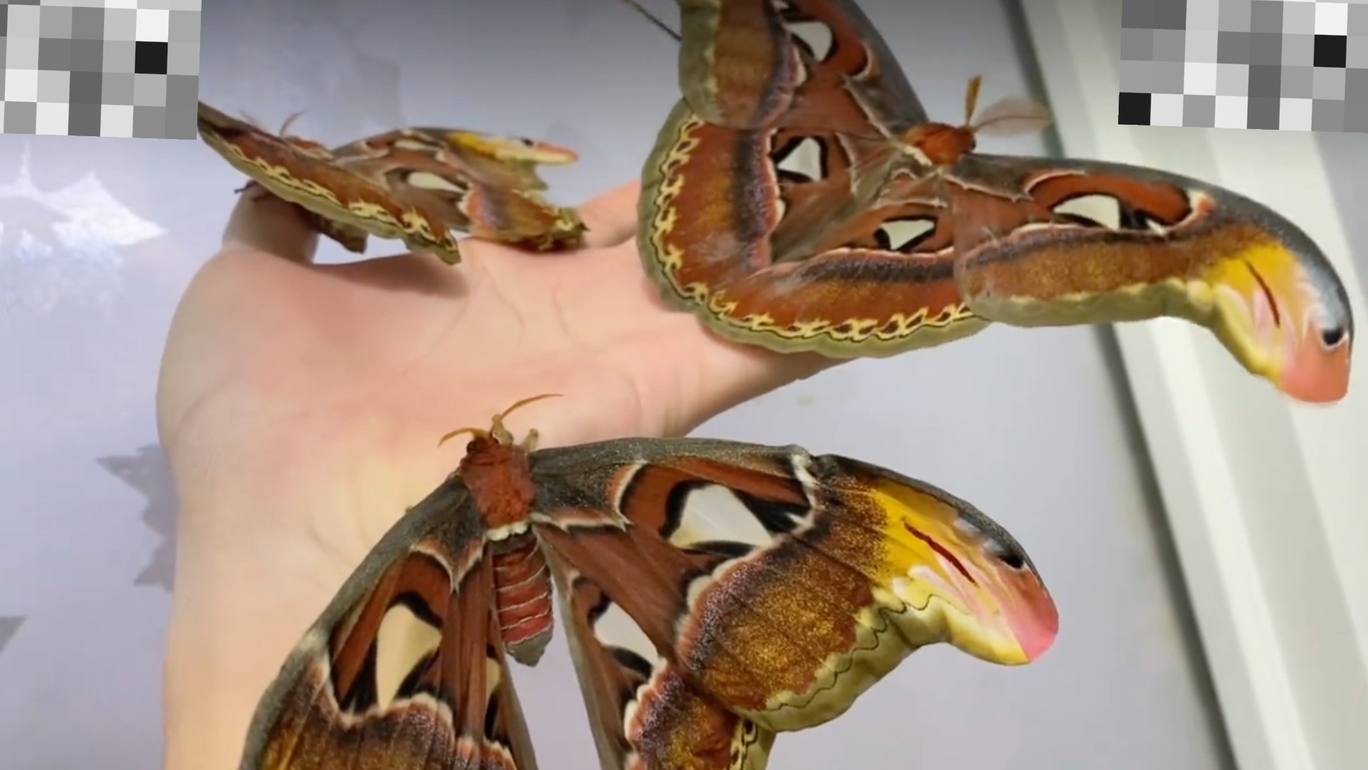 乌桕大蚕蛾 大蚕蛾 蛇头蛾 今年七月份羽化