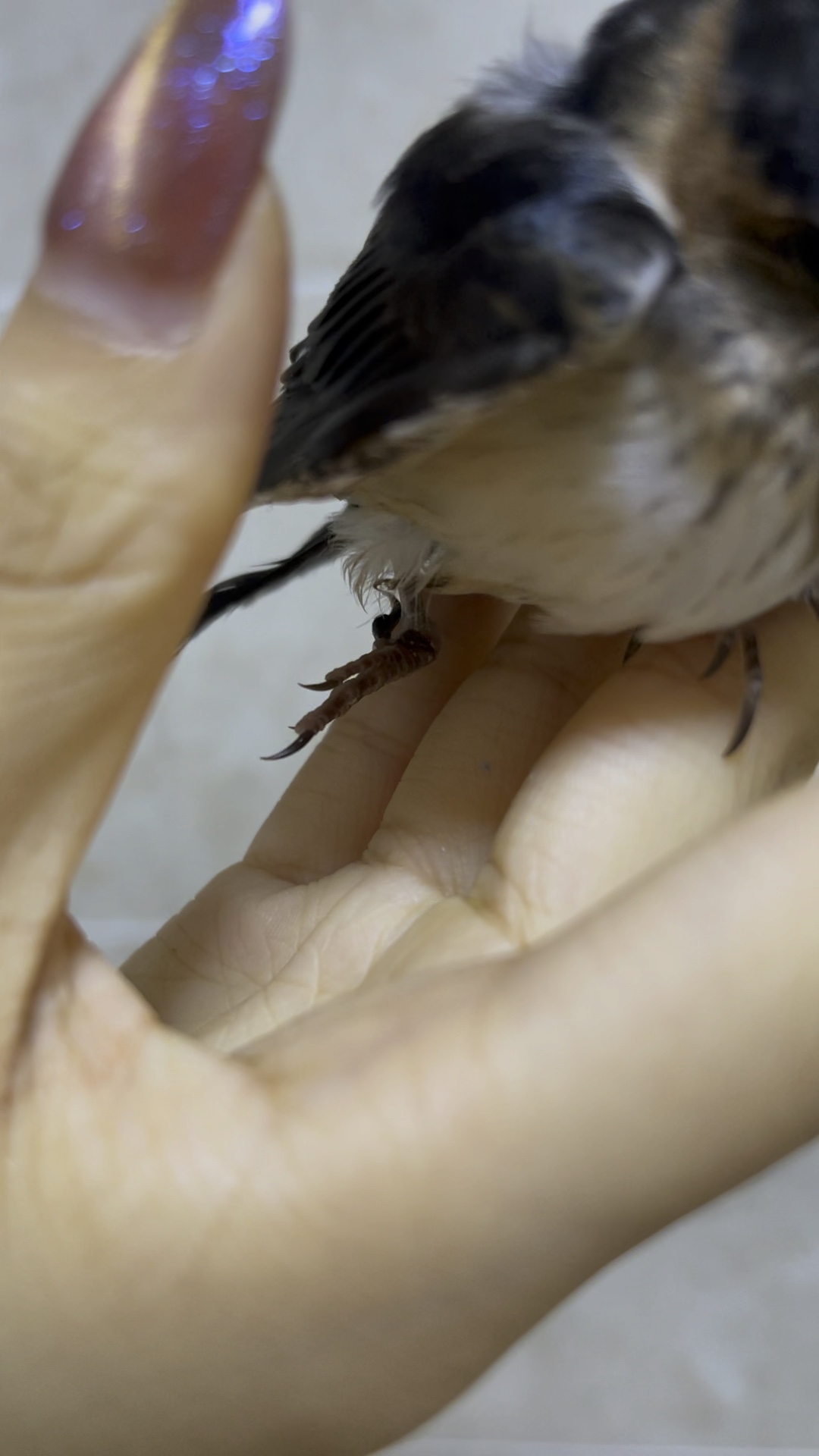 小燕子的脚受伤了它被窝门口的绳子倒吊了好久才被救下来看这个样子是
