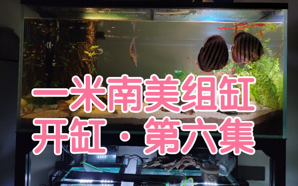 【一米南美组缸记录】开缸第六集,梦幻鼠鱼·帝王二线鼠,星辰二型鼠