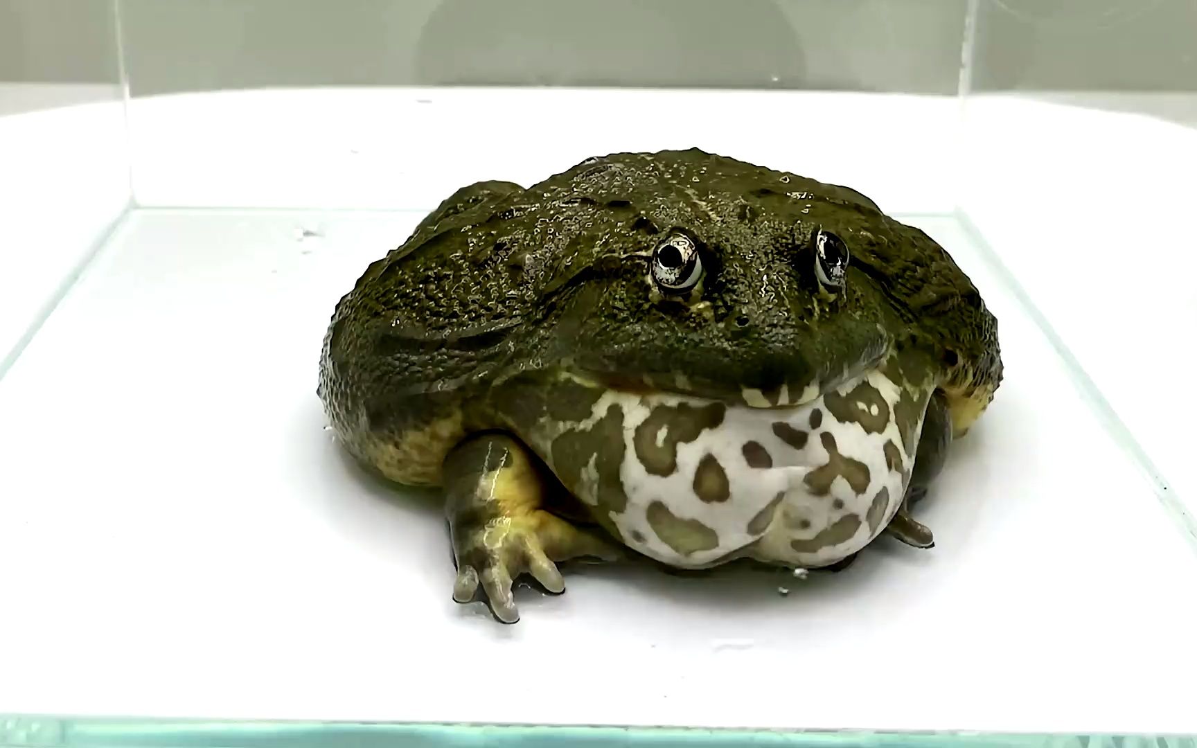 牛蛙:这辣条针不错~ #牛蛙 #蜈蚣 #搞笑 #逗比