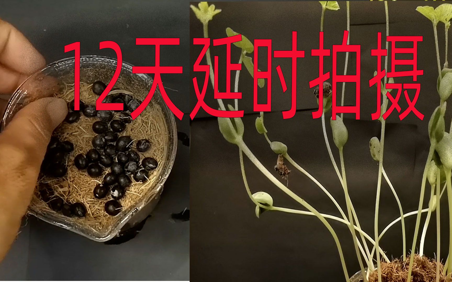 {黑豆}耗时12天时间拍摄,植物的成长延时摄影.《 豆类第三集》哔哩哔哩bilibili