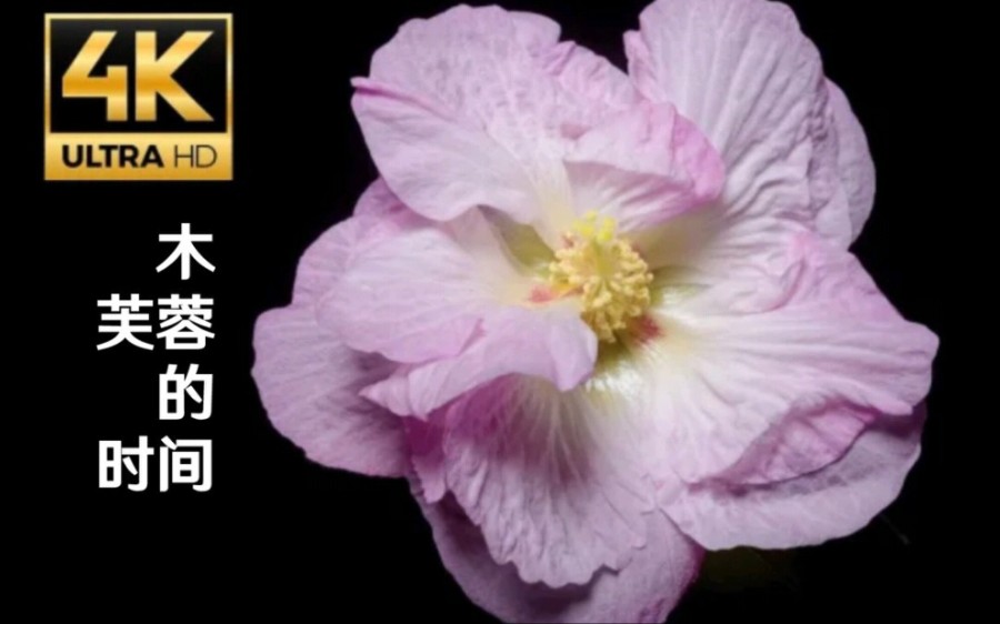 [图]【许嵩】用《蝴蝶的时间》打开【治愈！39小时浓缩进47秒，这是木芙蓉花的一生】