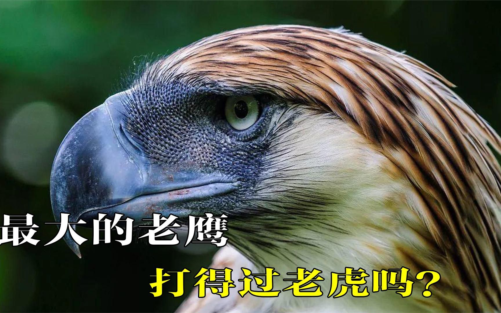 如果世界上最大的老鹰和老虎pk,谁的胜算最大,老鹰能打过老虎吗