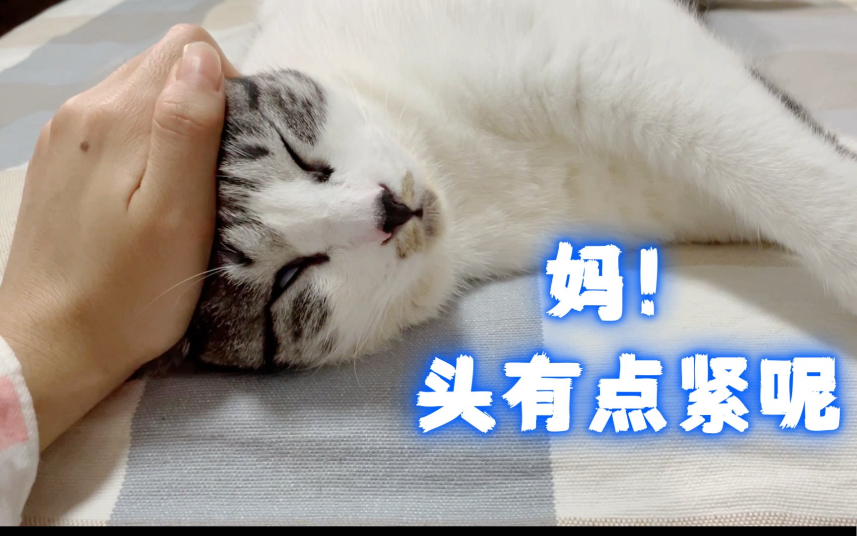 一分钟沉浸式怒搓猫头体验