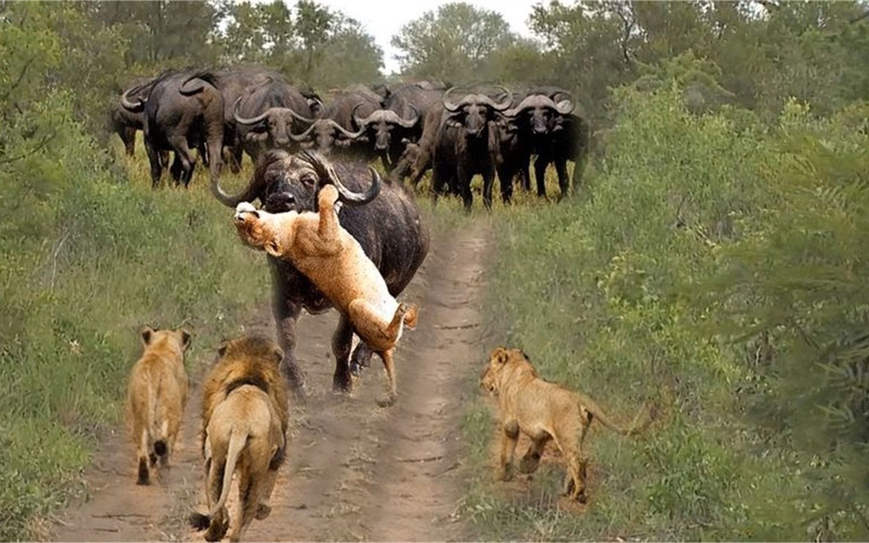 史诗般的战斗:狮子与水牛,狮子袭击野生动物!