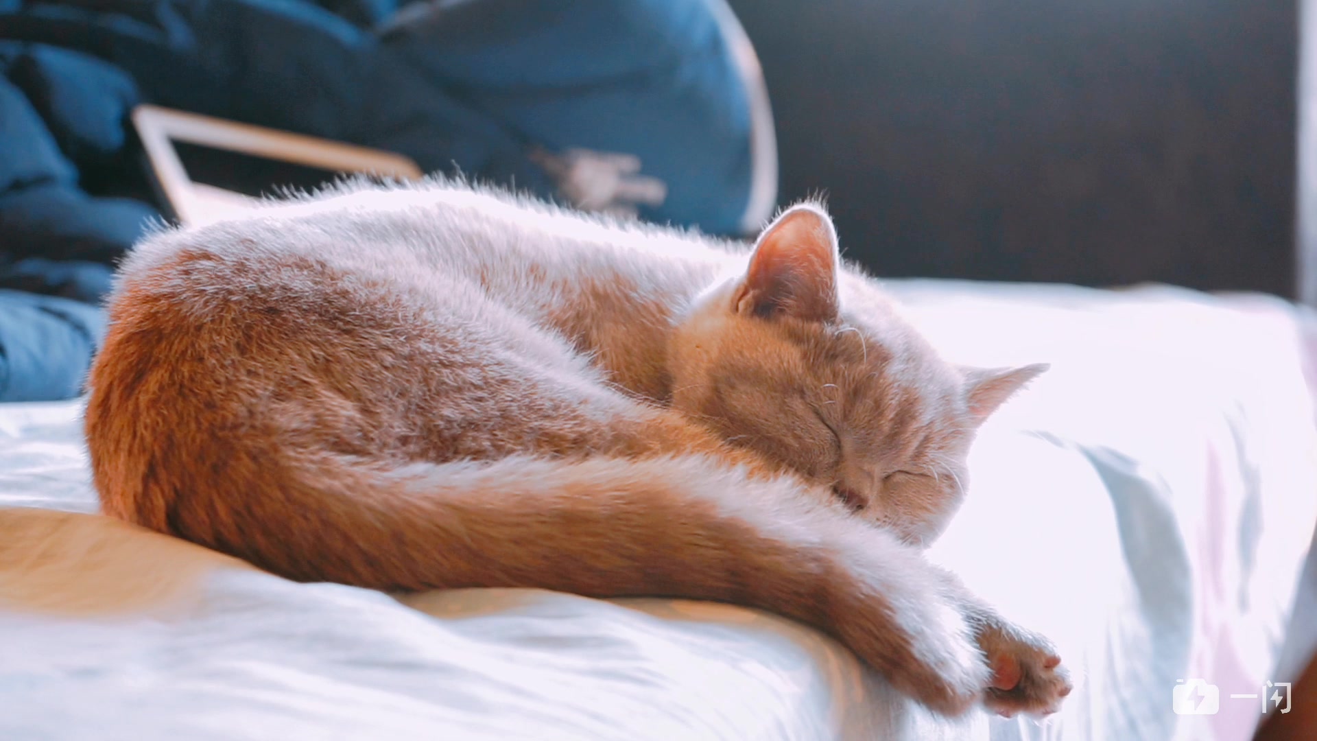 一支安静的猫片儿