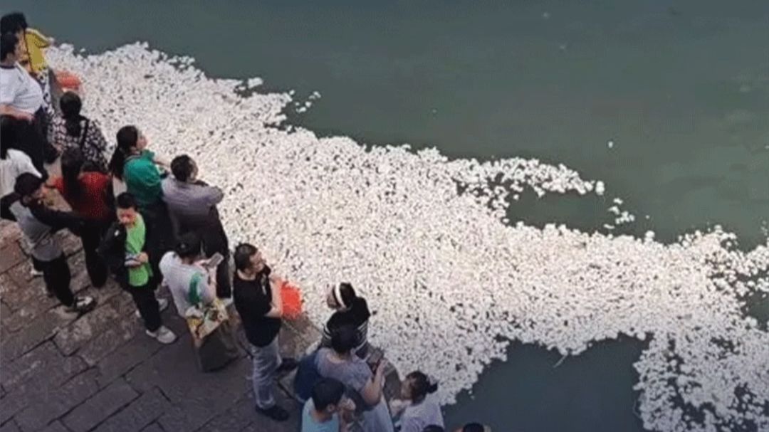 全是馒头，鱼都快“吃吐了”！四川宜宾合江门江面漂满白花花的馒头，居民称有人一次性买25个馒头喂鱼