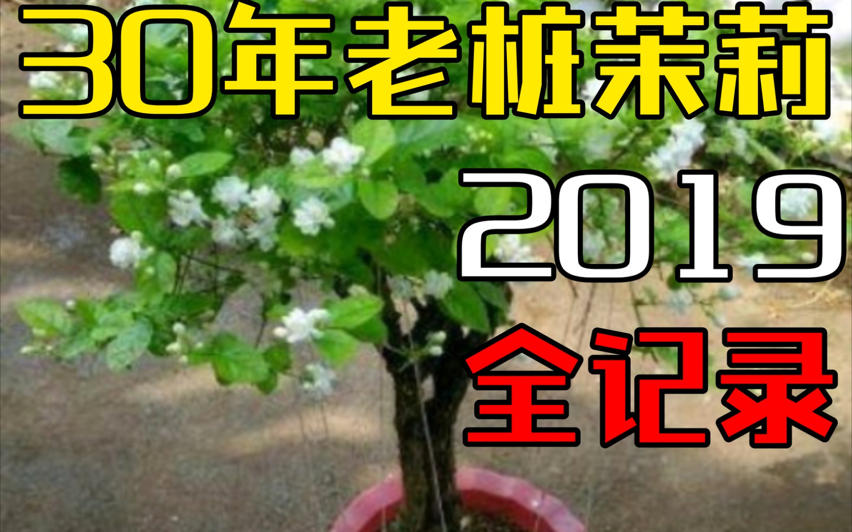 [图]养一棵30年茉莉花老桩的欢笑与泪水2019全记录，结尾高萌预警！