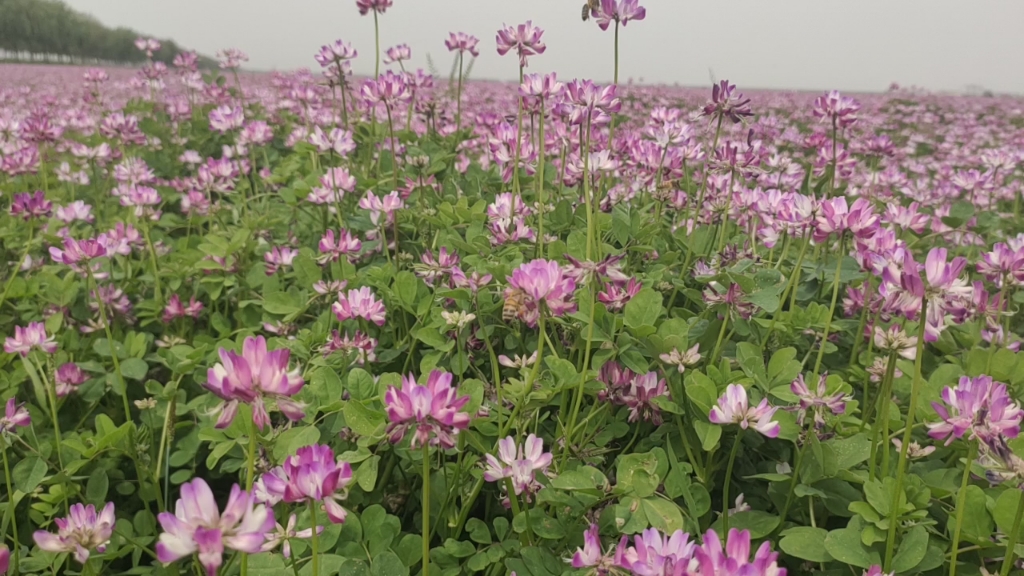 白湖农场的小蜜蜂