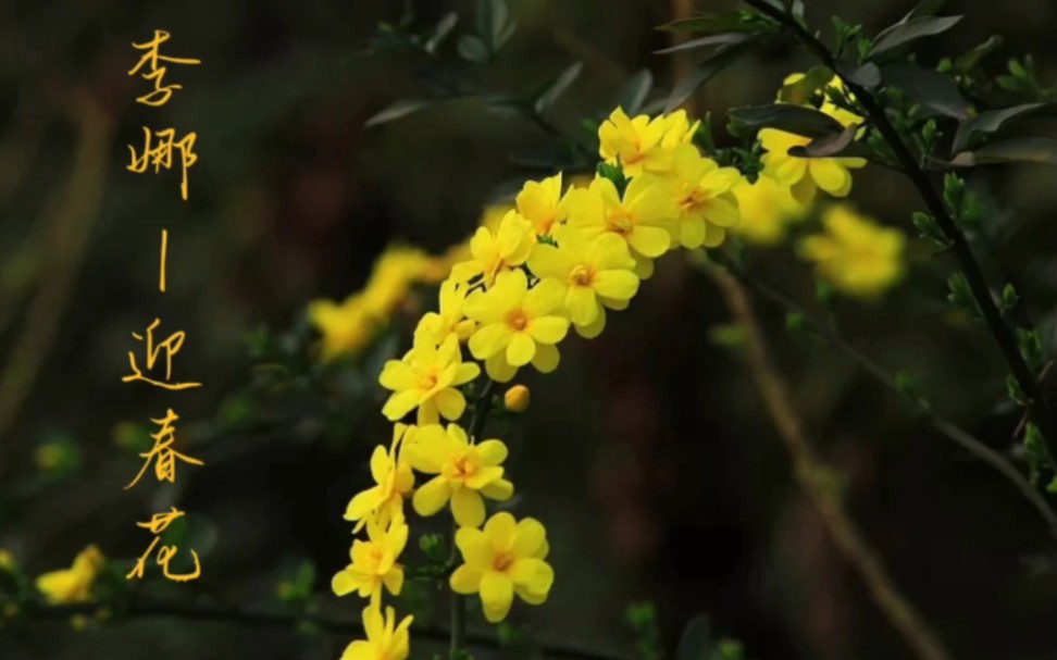 立春听李娜唱《迎春花》,幸福朵朵开,为龙年春节添喜庆!
