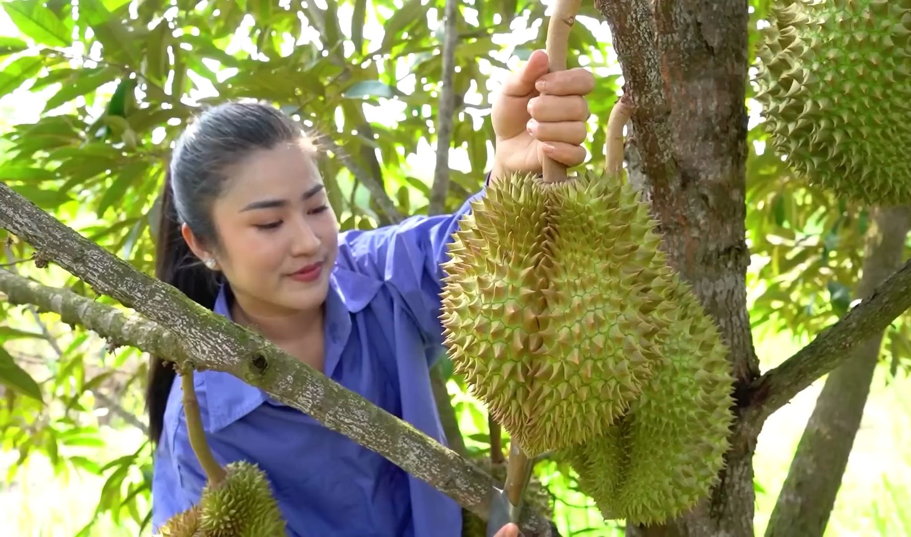柬埔寨美食记录- 榴莲季榴莲园采摘榴莲回家制作榴莲糯米饭-(1080p
