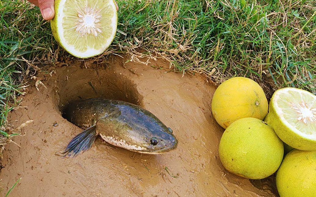 【go fishing】神奇的生活黑客用巨型柠檬钓鱼,从洞里抓鱼_难以置信