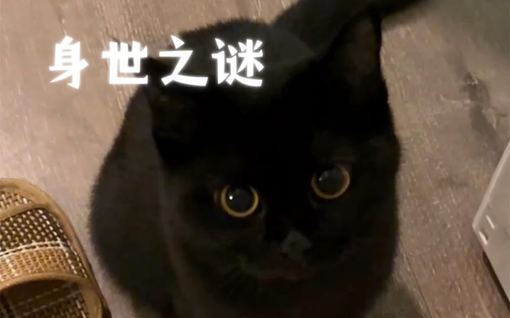 孟买?英短?田园?这到底是什么牌子的小黑猫呀!哔哩哔哩bilibili