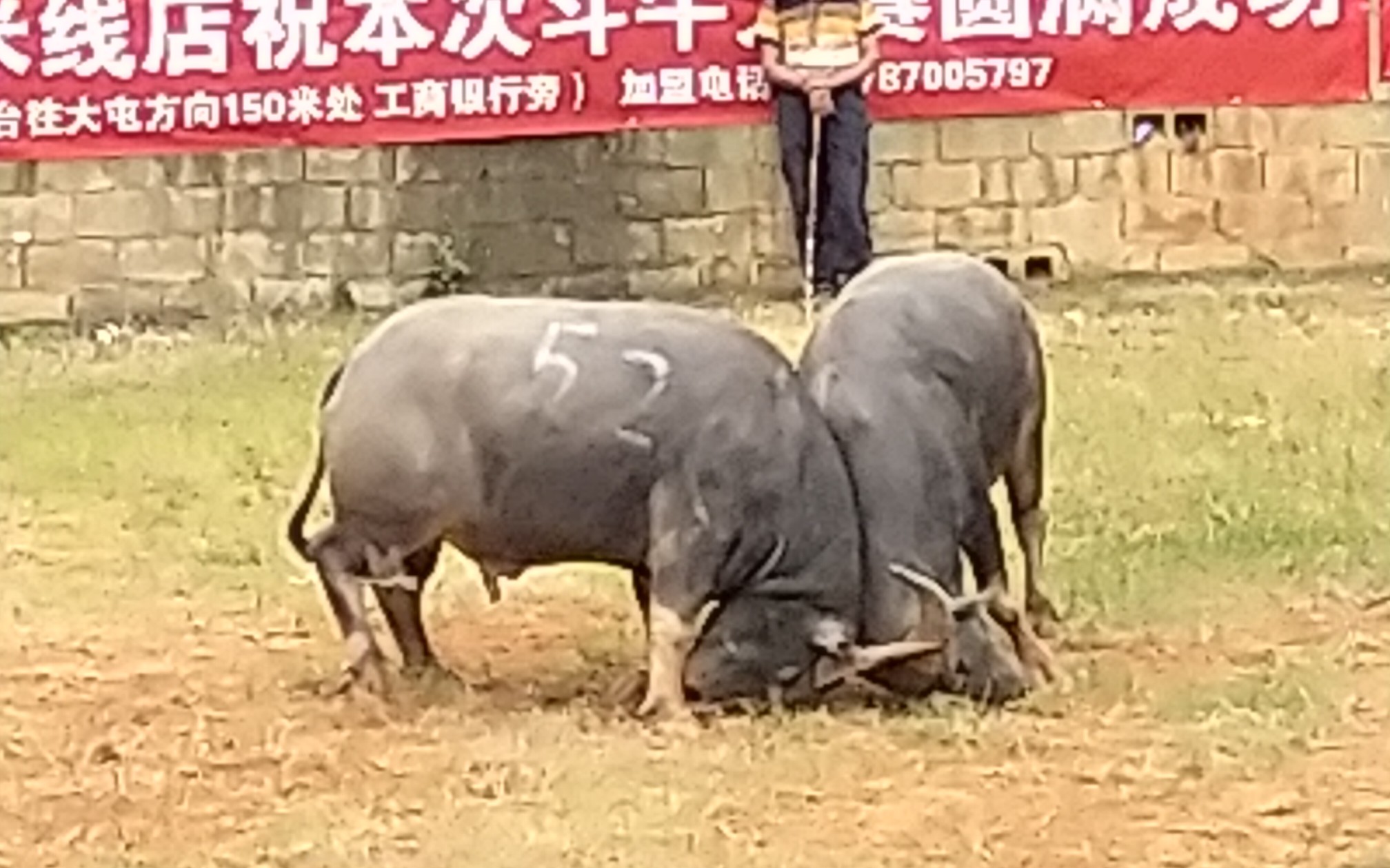 【石林火把节】斗牛哦~哔哩哔哩bilibili